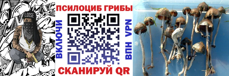 Галлюциногенные грибы GOLDEN TEACHER  Купить  Льгов 